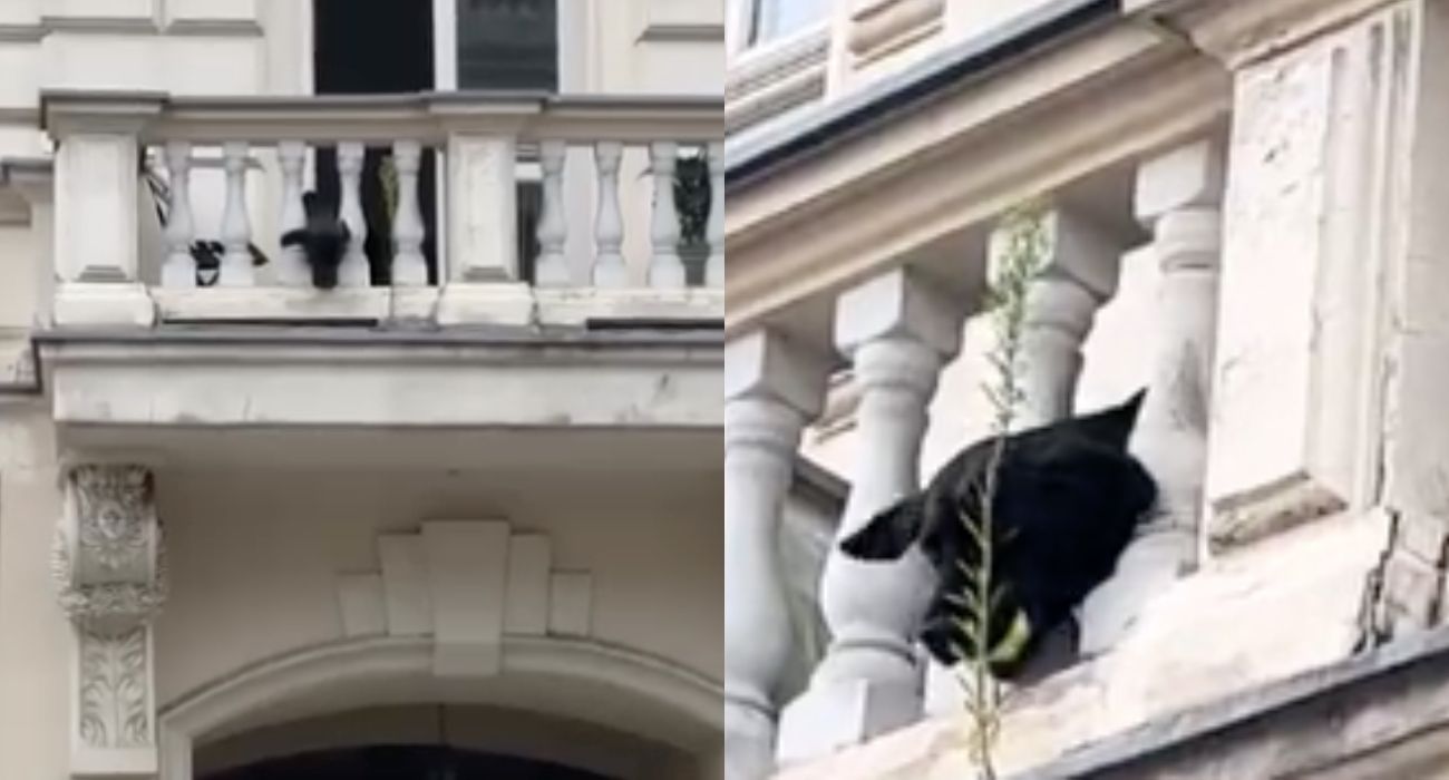 Piesek z łódzkiego balkonu jest hitem sieci. Zrzuca przechodniom piłkę [WIDEO]