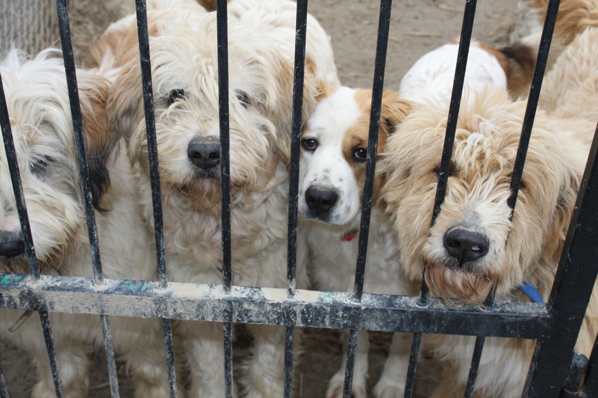 „Stop łańcuchom, pseudohodowlom i bezdomności zwierząt” na półmetku – coraz mniej czasu na zebranie 100 000 podpisów!