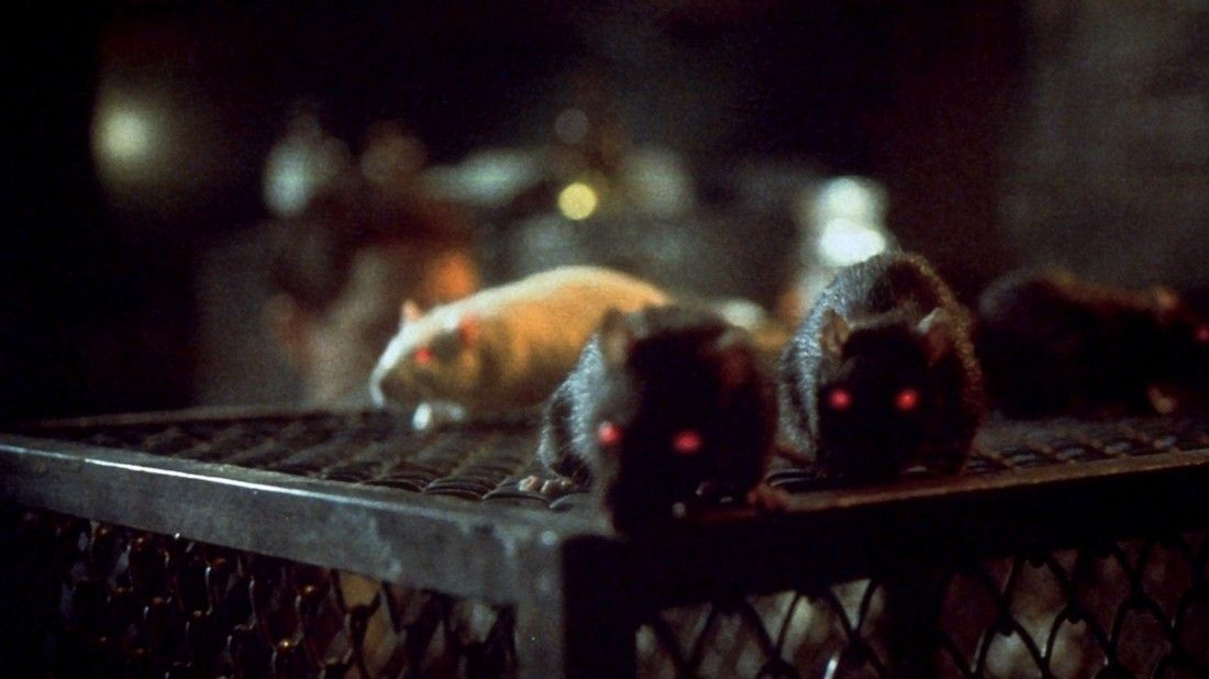 Coraz więcej szczurów w Warszawie – od trzech do pięciu na mieszkańca stolicy