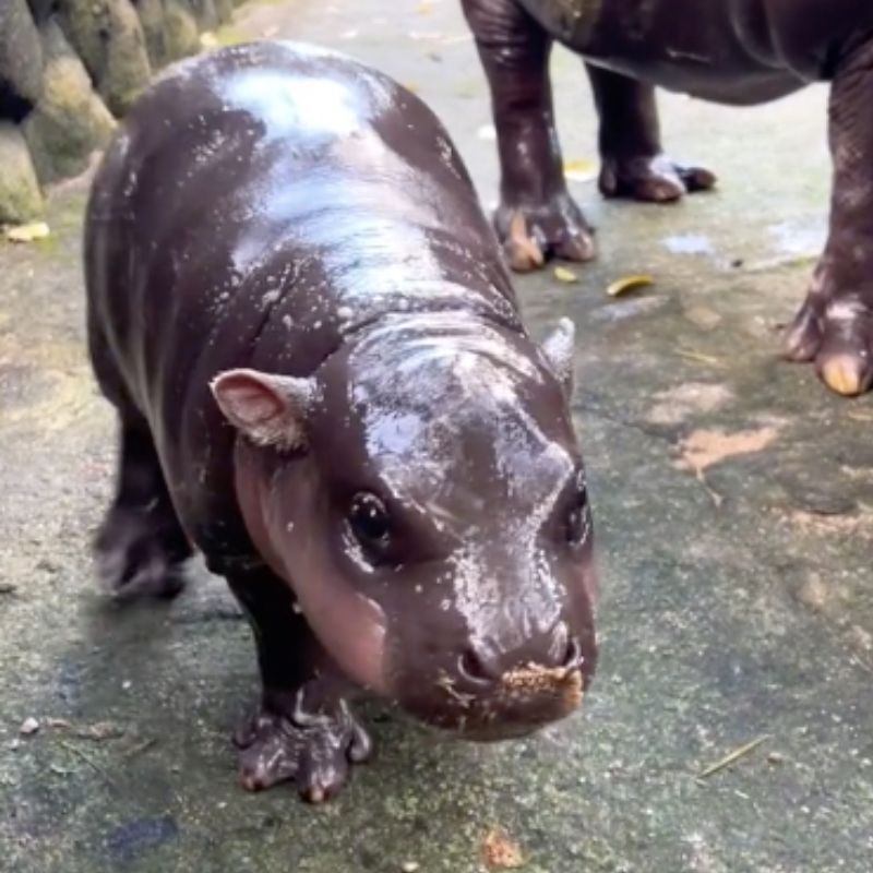 Mały hipopotam sensacją sieci. Świat oszalał na punkcie Moo [WIDEO]