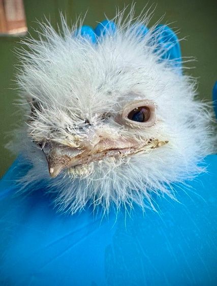 Polska potrawa w amerykańskim ZOO – ptak otrzymał zadziwiające imię