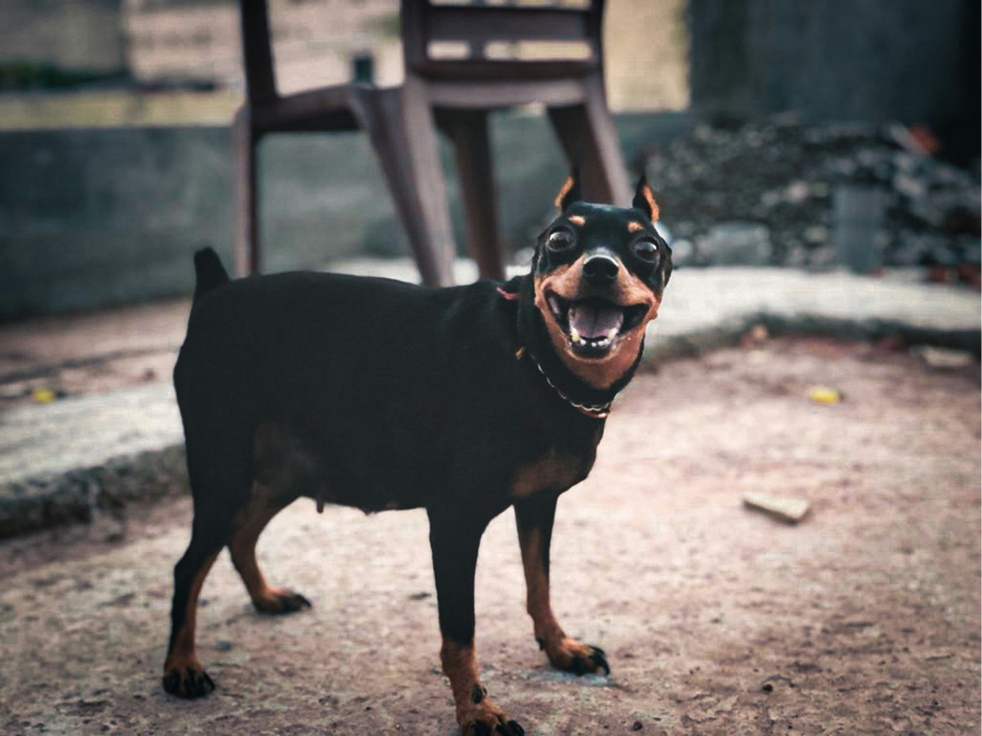 Które psy są najinteligentniejsze? Kontrowersyjna lista specjalisty