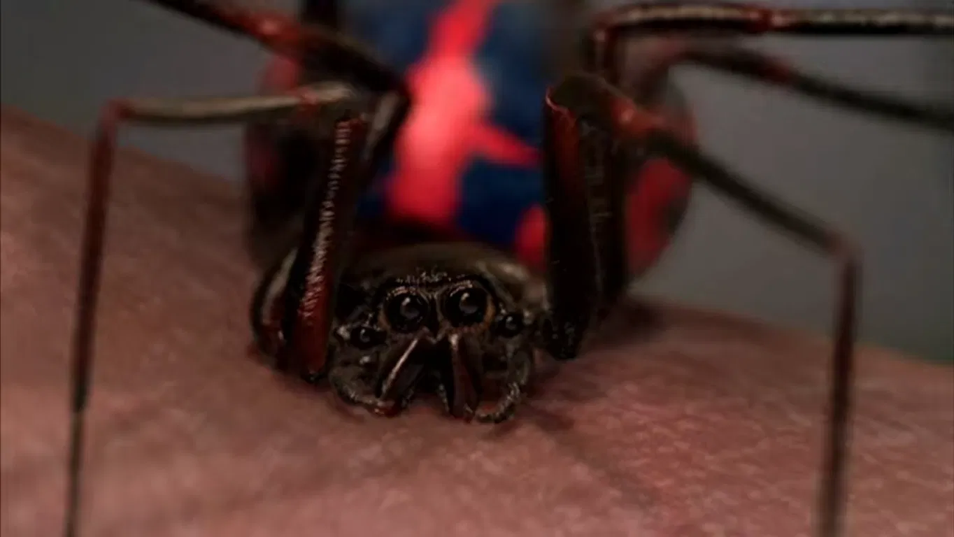 Naukowcy stworzyli pająka-cyborga. Jego nić świeci jak neon