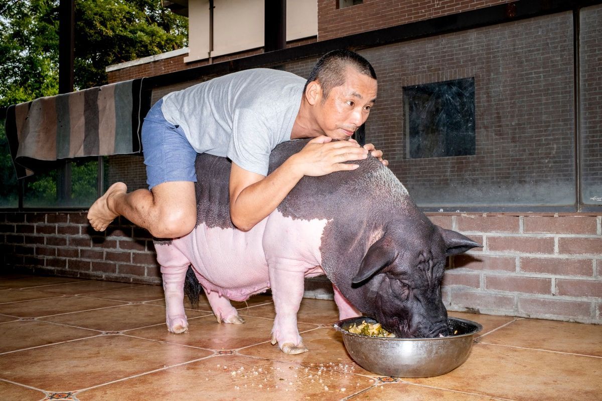 fot. Feng Li z cyklu Pig