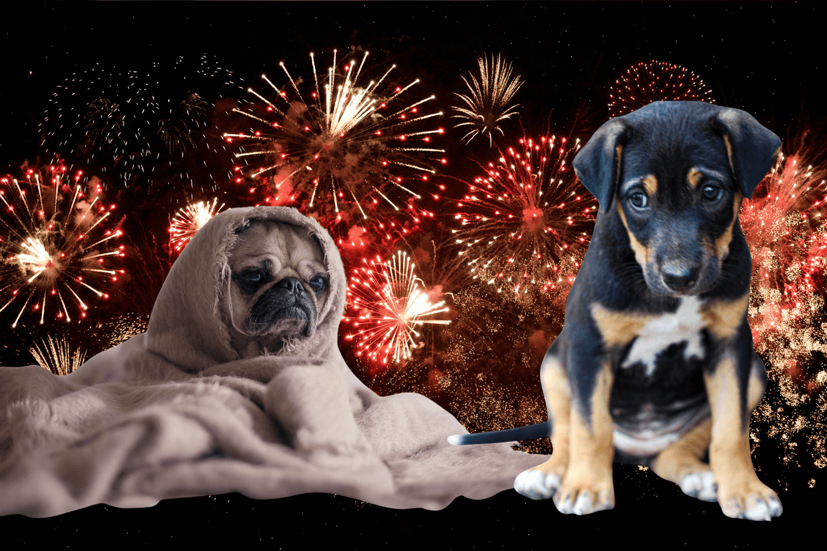 Zakaz używania fajerwerków przez osoby fizyczne. Teraz strzelać mogą tylko przedsiębiorcy