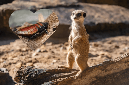 Nazwij robala imieniem eks i patrz, jak pożera go zwierzę – niecodzienna oferta łódzkiego zoo