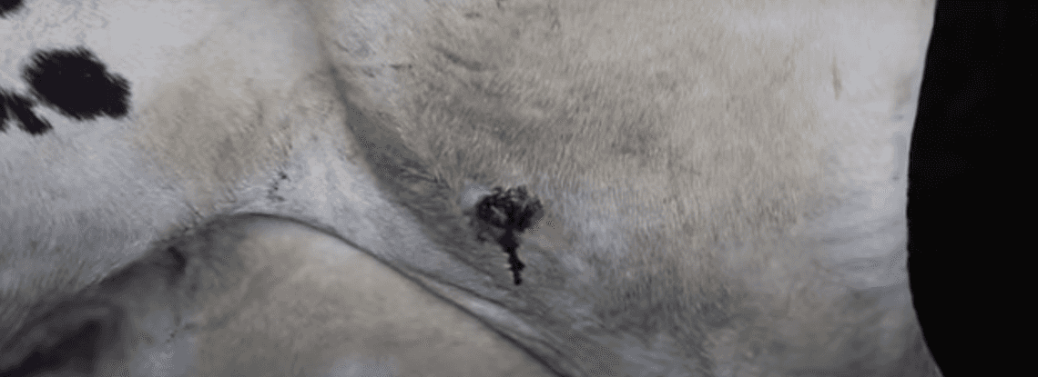 Poranione, chore krowy, które nigdy nie widziały słońca. Parmezan powstaje w krwawych warunkach