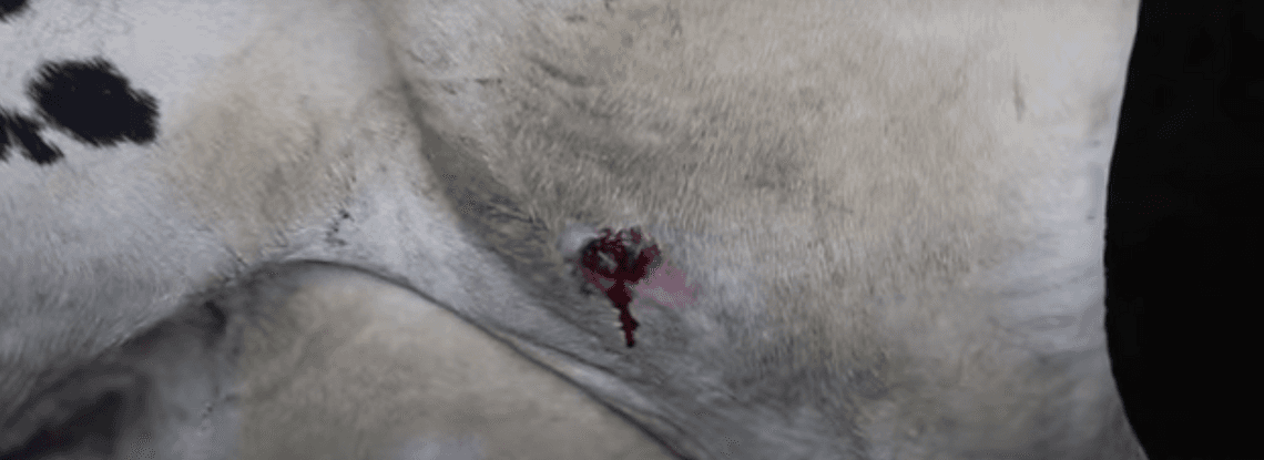 Poranione, chore krowy, które nigdy nie widziały słońca. Parmezan powstaje w krwawych warunkach