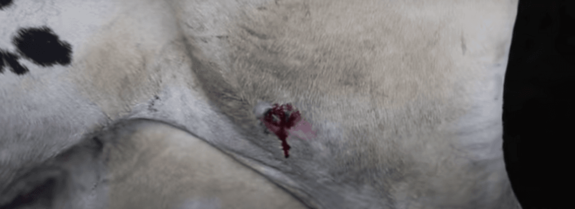 Poranione, chore krowy, które nigdy nie widziały słońca. Parmezan powstaje w krwawych warunkach