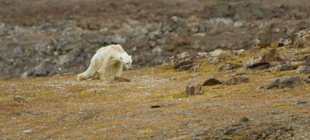 Nagranie umierającego z głodu niedźwiedzia wstrząsnęło światem