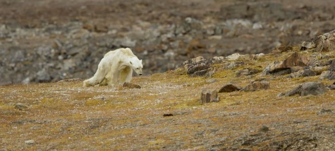 Nagranie umierającego z głodu niedźwiedzia wstrząsnęło światem