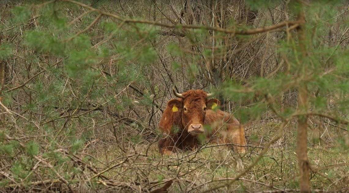 Wola przetrwania silniejsza niż strach. Kolejna krówka dokonała heroicznej ucieczki z rzeźni