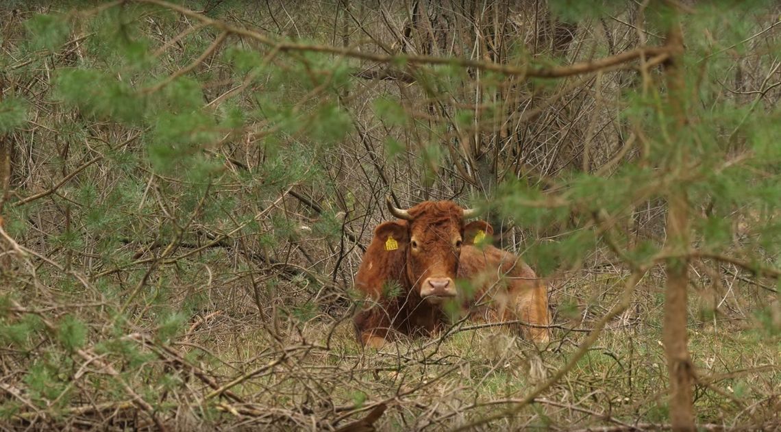 Wola przetrwania silniejsza niż strach. Kolejna krówka dokonała heroicznej ucieczki z rzeźni
