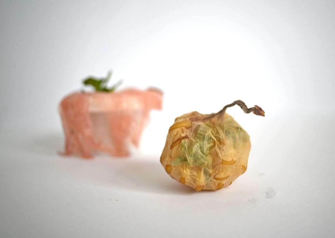 Polska projektantka stworzyła organiczną alternatywę dla plastikowych opakowań, która może podbić świat