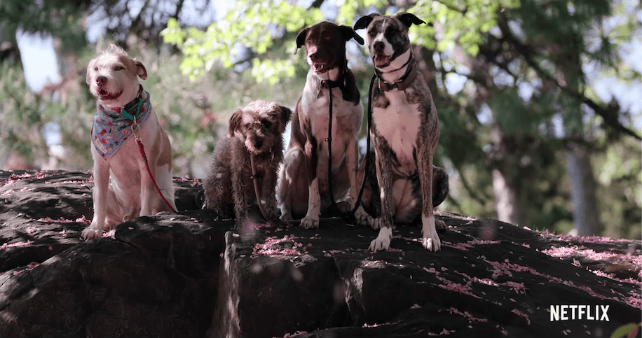 Netflix stworzył serial dokumentalny o psach i ich opiekunach, połączonych szczególną więzią. Premiera już niedługo