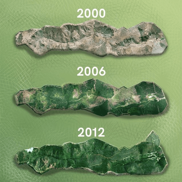 Para spędziła 20 lat na sadzeniu lasu, by przywrócić do niego życie zwierząt