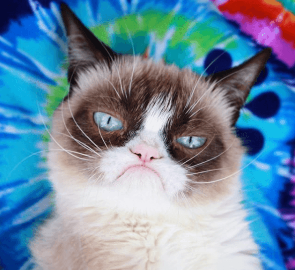 Grumpy Cat nie żyje – koniec pewnej epoki w internecie