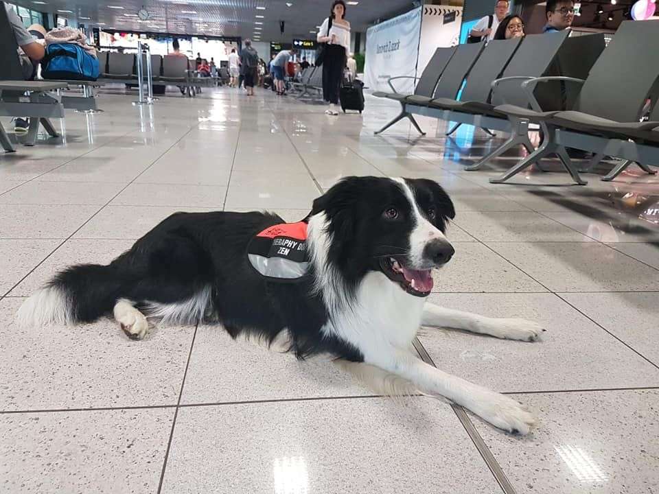 Lotnisko w Krakowie zatrudniło psa, żeby obniżyć stres pasażerów przed odlotem