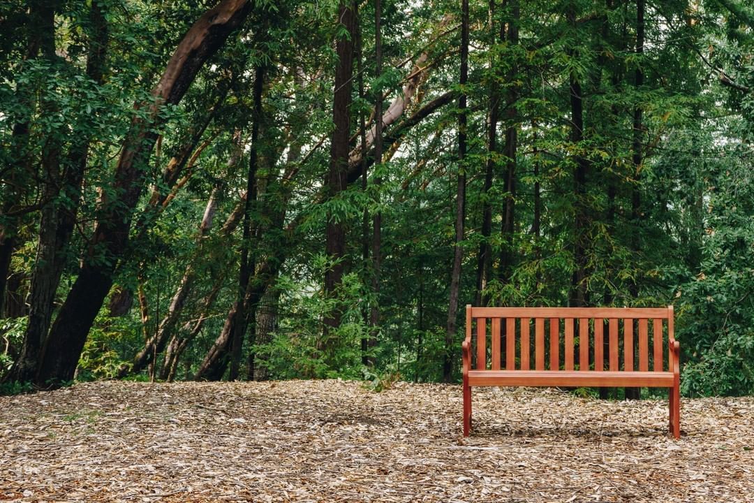 Zamiast cmentarza - las. Ten start-up pozwala umieścić prochy bliskich pod drzewem z korzyścią dla natury