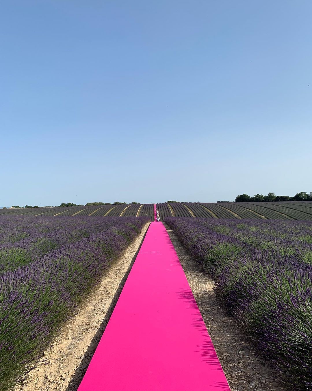 Spektakularny pokaz Jacquemus w polu lawendy w malowniczym rejonie Prowansji