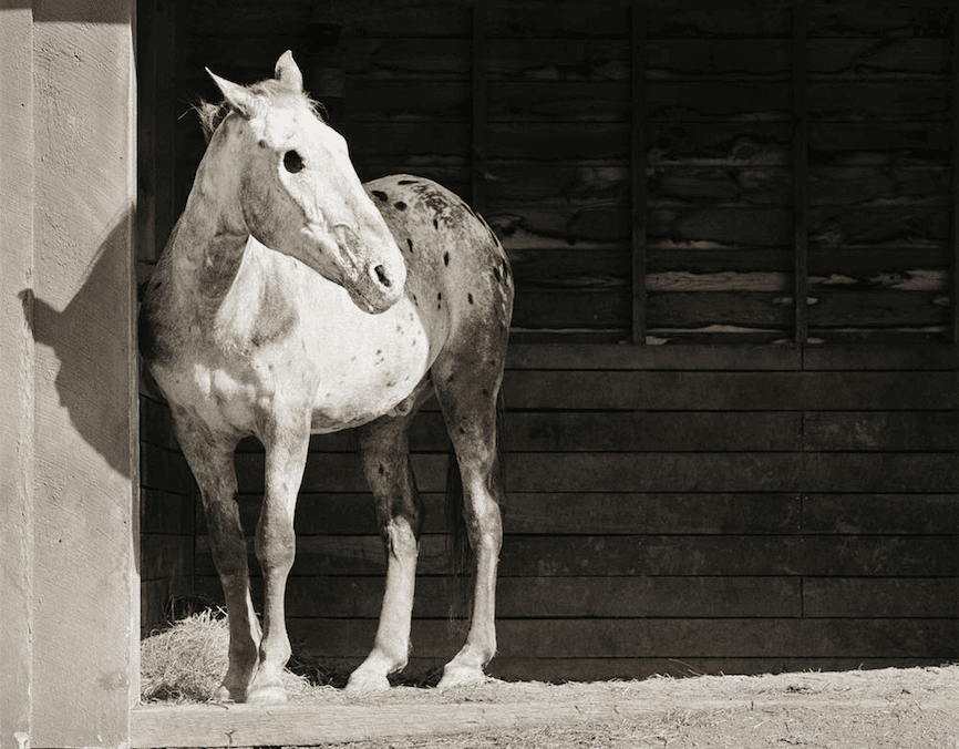Artystka sfotografowała zwierzęta uratowane z ferm przemysłowych. Każde ma wyjątkową historię
