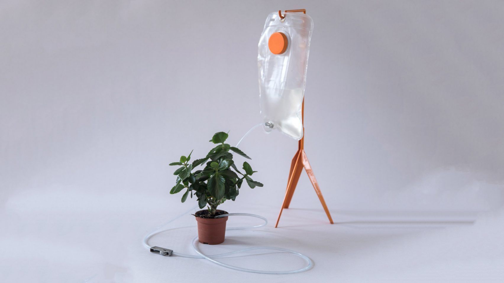 Powstała kroplówka dla roślin. To dzieło projektantki z Łotwy