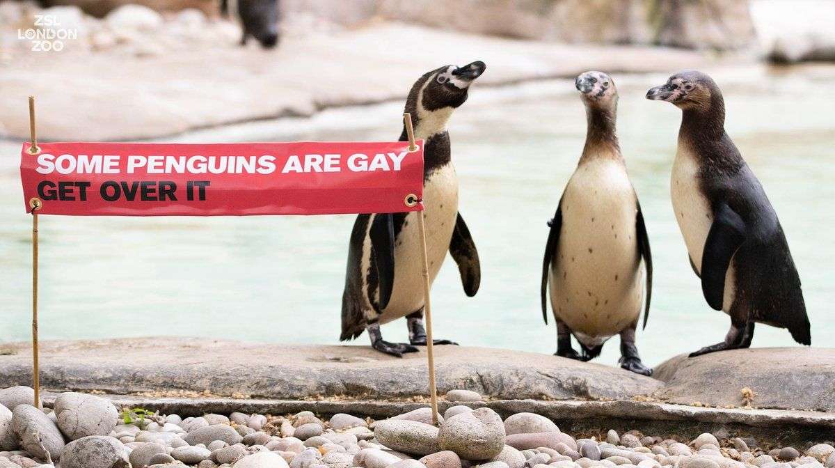 Londyńskie ZOO pokazuje poparcie dla Pride Month viralowym zdjęciem swoich homoseksualnych pingwinów