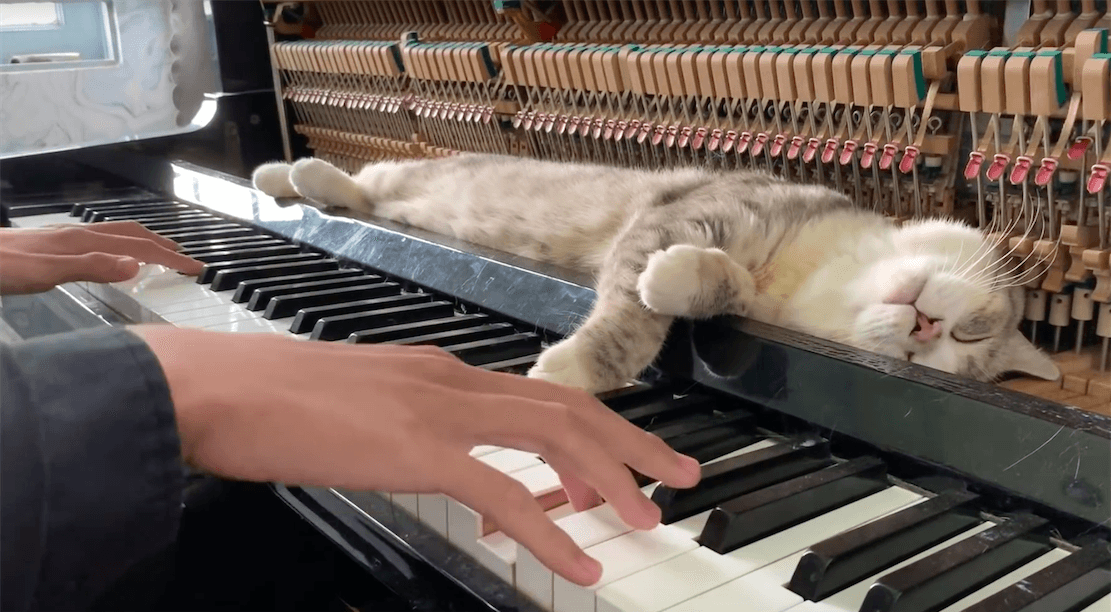 Pianista-kociarz podbija internet. To idealna dawka słodyczy i kultury wysokiej