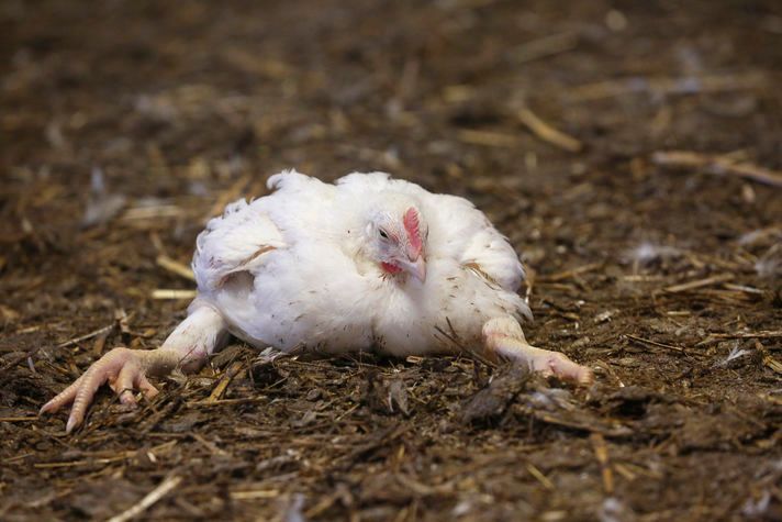 Frankenkurczak we wstrząsającym wideo. Zwierzęta takie jak on hodowane na mięso żyją w potwornym cierpieniu