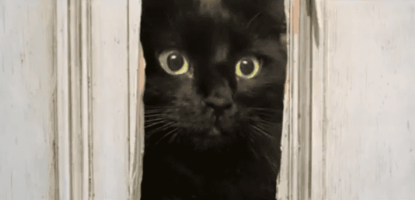 Miłośnik kina i kotów do scen z kultowych filmów i klipów dodaje swojego kota. Efekt jest uroczy