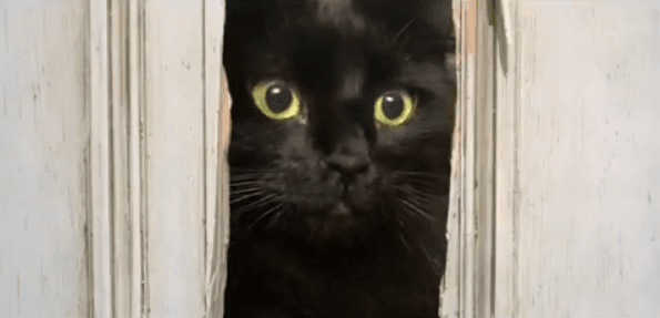 Miłośnik kina i kotów do scen z kultowych filmów i klipów dodaje swojego kota. Efekt jest uroczy