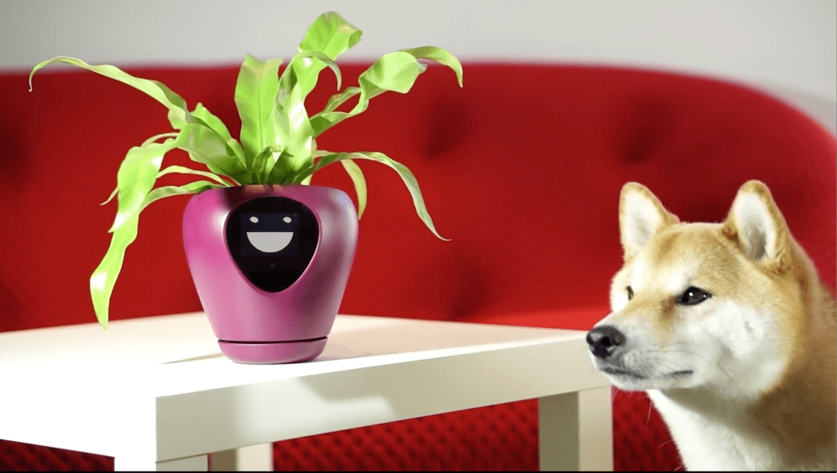 Interaktywna doniczka, która pokazuje na ekranie emocje rośliny. Jak tamagotchi, ale z większą odpowiedzialnością