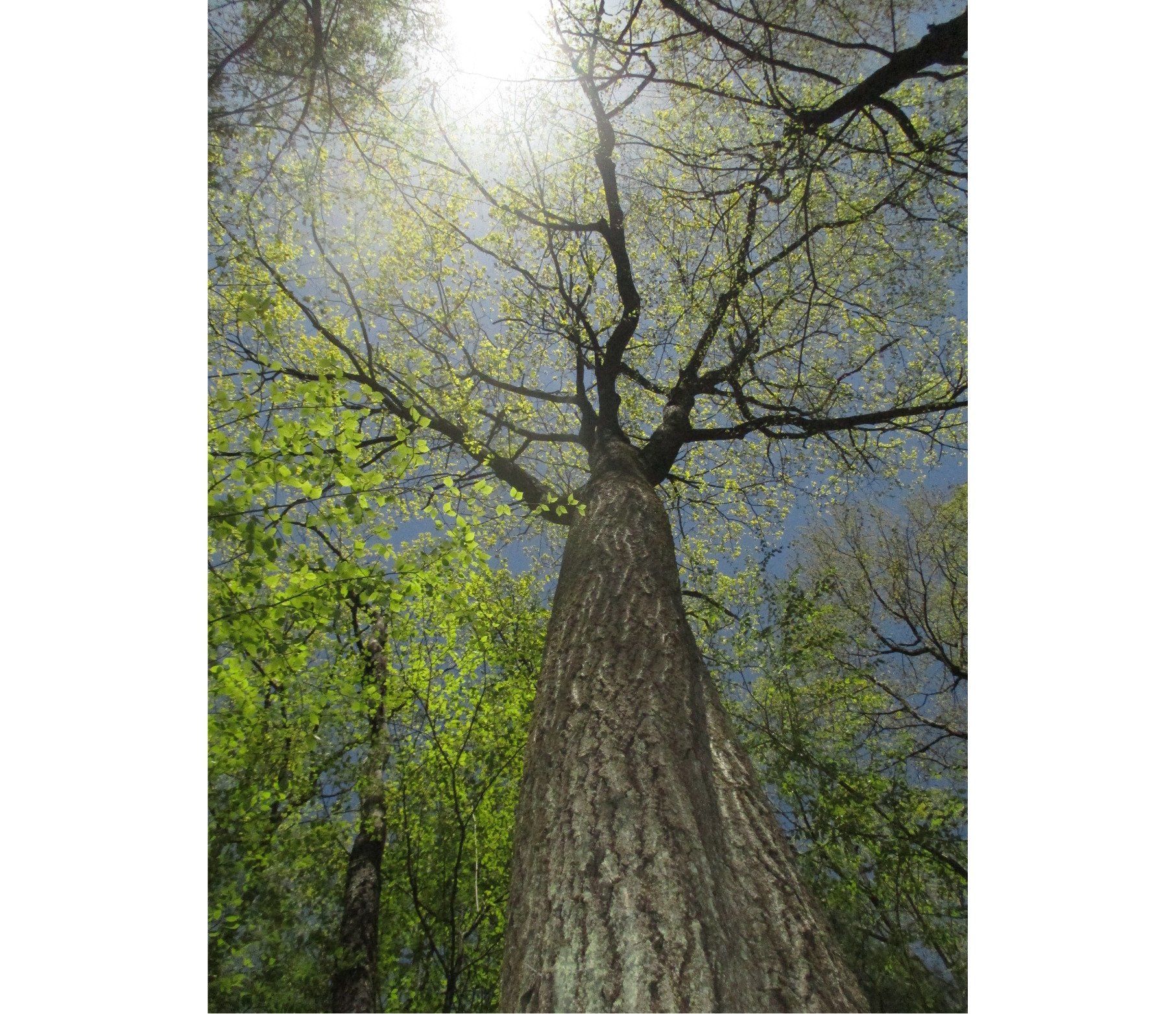 Drzewo-ekoinfluencer, czyli najstarszy i najbardziej zielony użytkownik Twittera