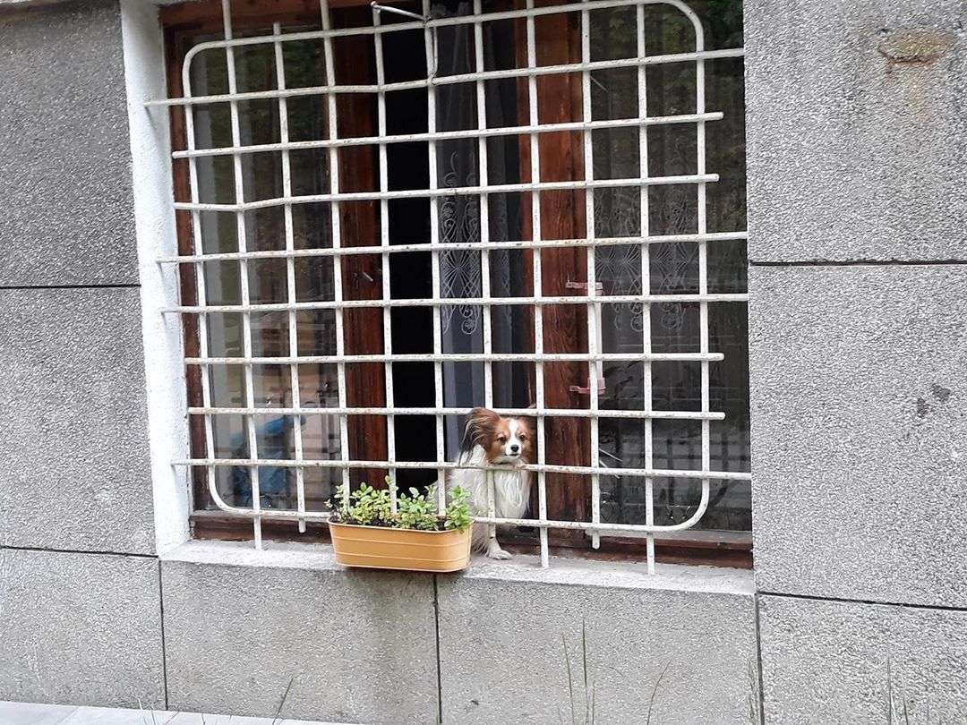 To konto na Instagramie zbiera zdjęcia piesków w okienku