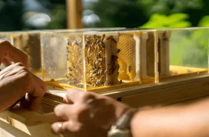 Powstał łatwy do złożenia zestaw do hodowli pszczół w ogródku lub na balkonie