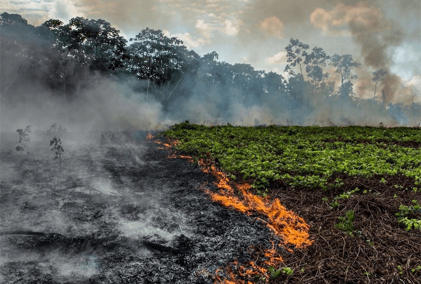 Gdy Amazonia płonie, świat się przygląda. Podpowiadamy 5 prostych kroków, które pomogą przetrwać puszczy