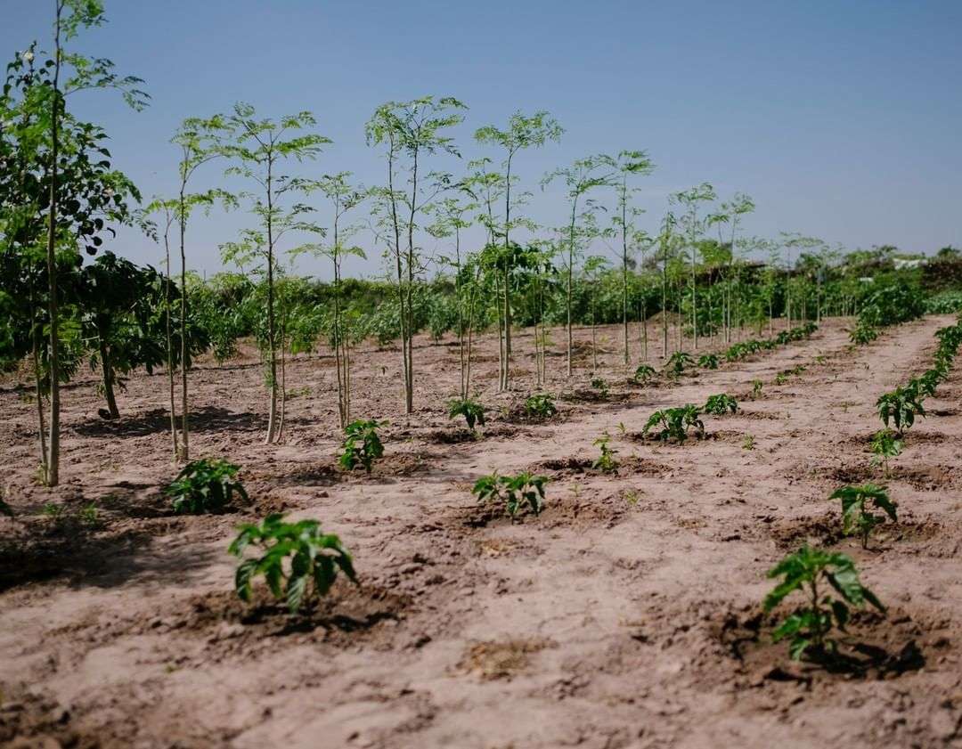 Ekologiczna wyszukiwarka - dzięki korzystaniu z niej sadzone są drzewa na całym świecie