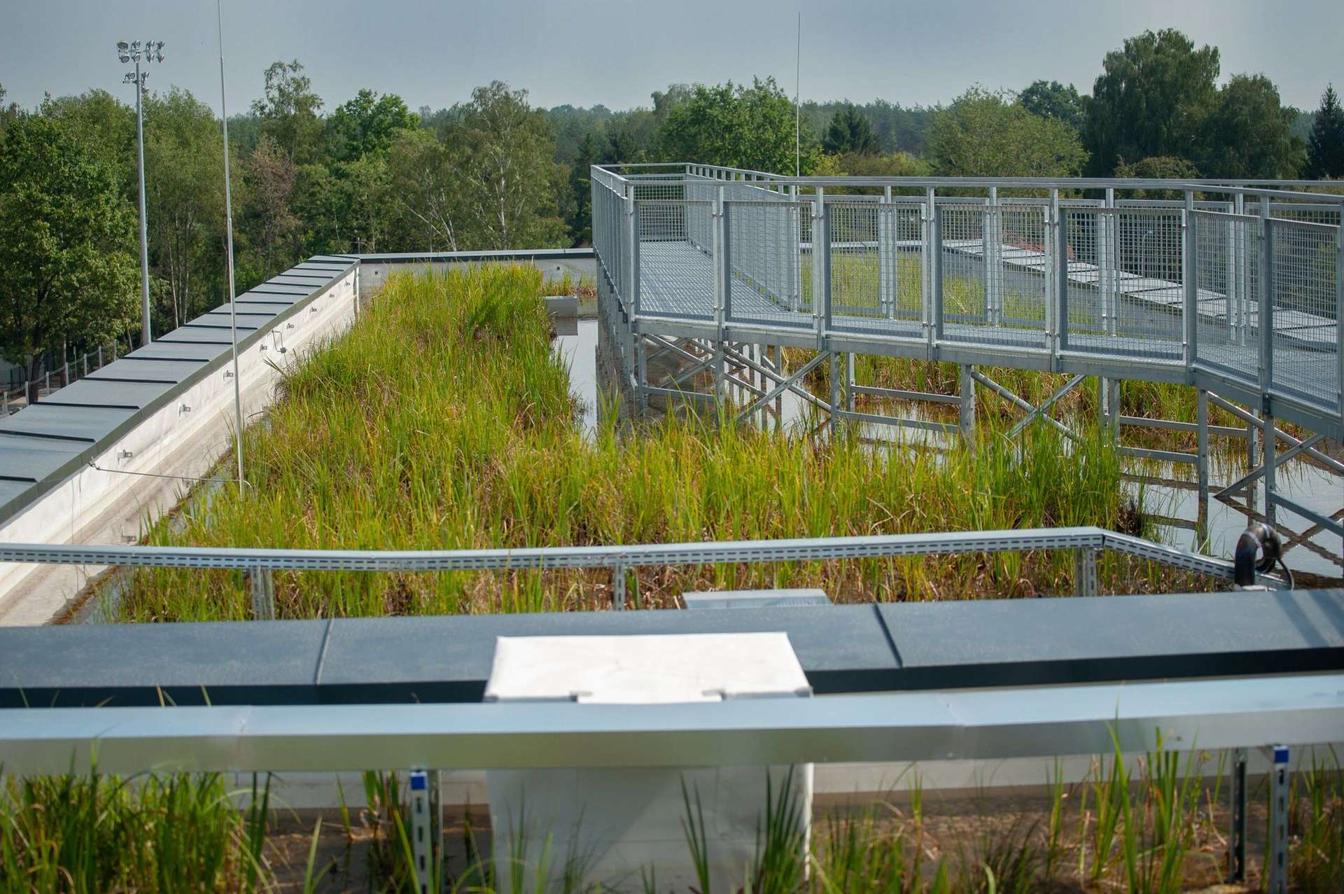 Pod Warszawą zbudowano samowystarczalną energetycznie szkołę z bagnem na dachu