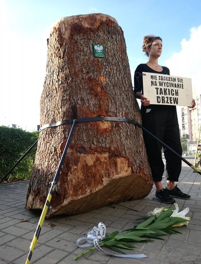 W Warszawie stanął Pomnik Niszczenia Przyrody. Zwraca uwagę na problem wycinki Puszczy Karpackiej