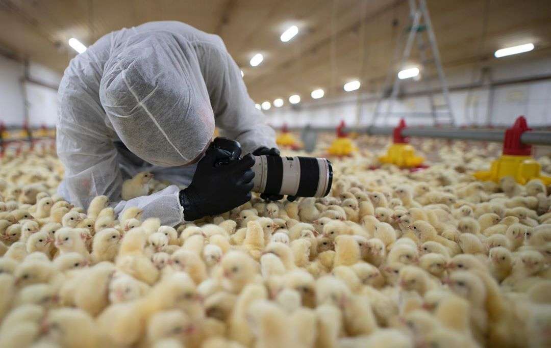 Skowron fotografuje zwierzęta hodowane na rzeź, a aparat to jego największa broń