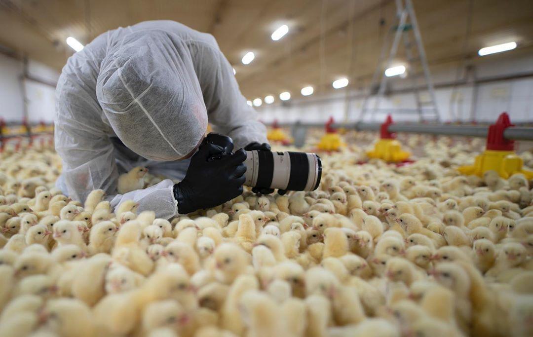 Skowron fotografuje zwierzęta hodowane na rzeź, a aparat to jego największa broń