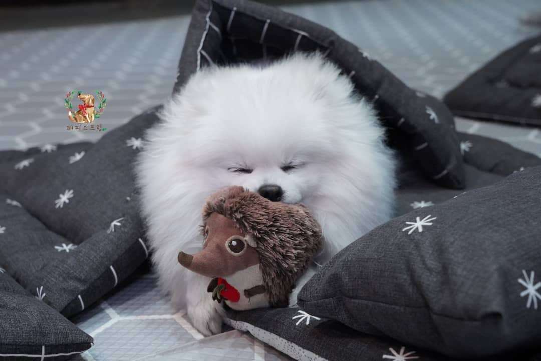 Przedszkole dla psów udostępnia zdjęcia swoich śpiących podopiecznych