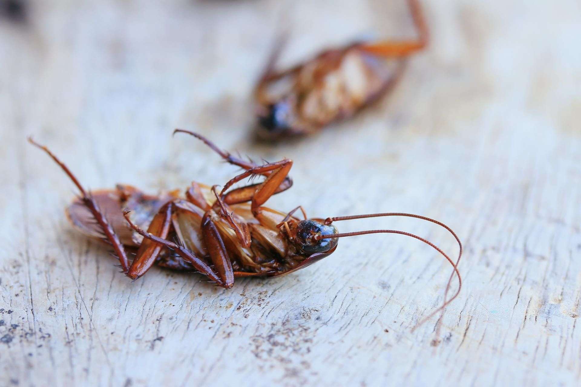 Nazwij karalucha imieniem eks i zobacz, jak zostaje zjedzony