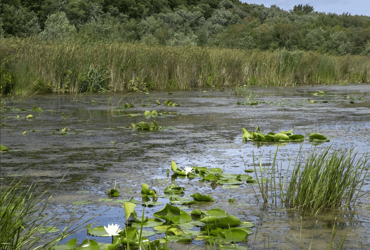 Autostrada przez dwa parki krajobrazowe? Mieszkańcy podwarszawskich miejscowości zbierają podpisy przeciwko inwestycji