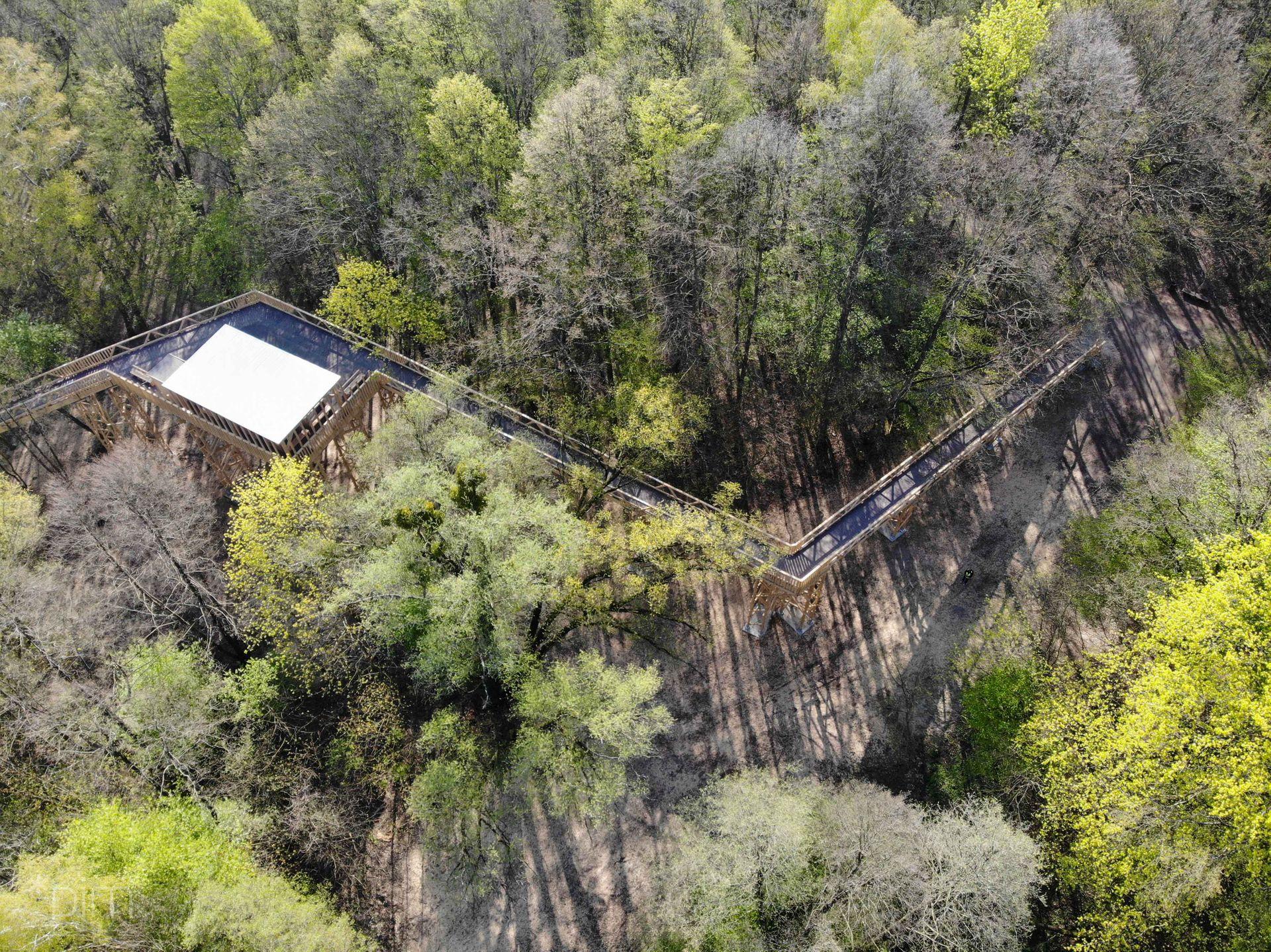 Spacer w koronach drzew? W Poznaniu otwarto ścieżkę zawieszoną kilkanaście metrów nad ziemią