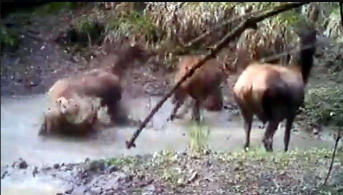 Stado jeleni cieszy się z deszczu. Niecodzienne nagranie z Lasów Państwowych