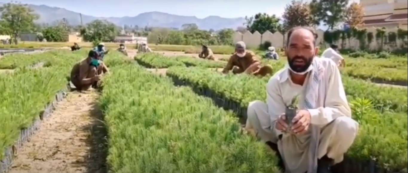 Rząd Pakistanu zatrudnia bezrobotnych do sadzenia drzew