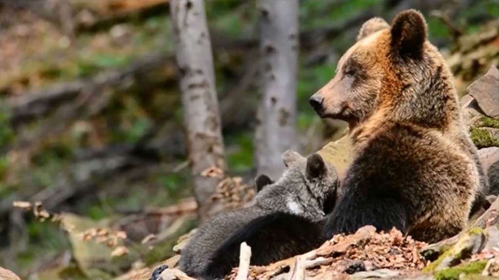 Niedźwiedzie macierzyństwo we wzruszającym filmiku z okazji Dnia Matki
