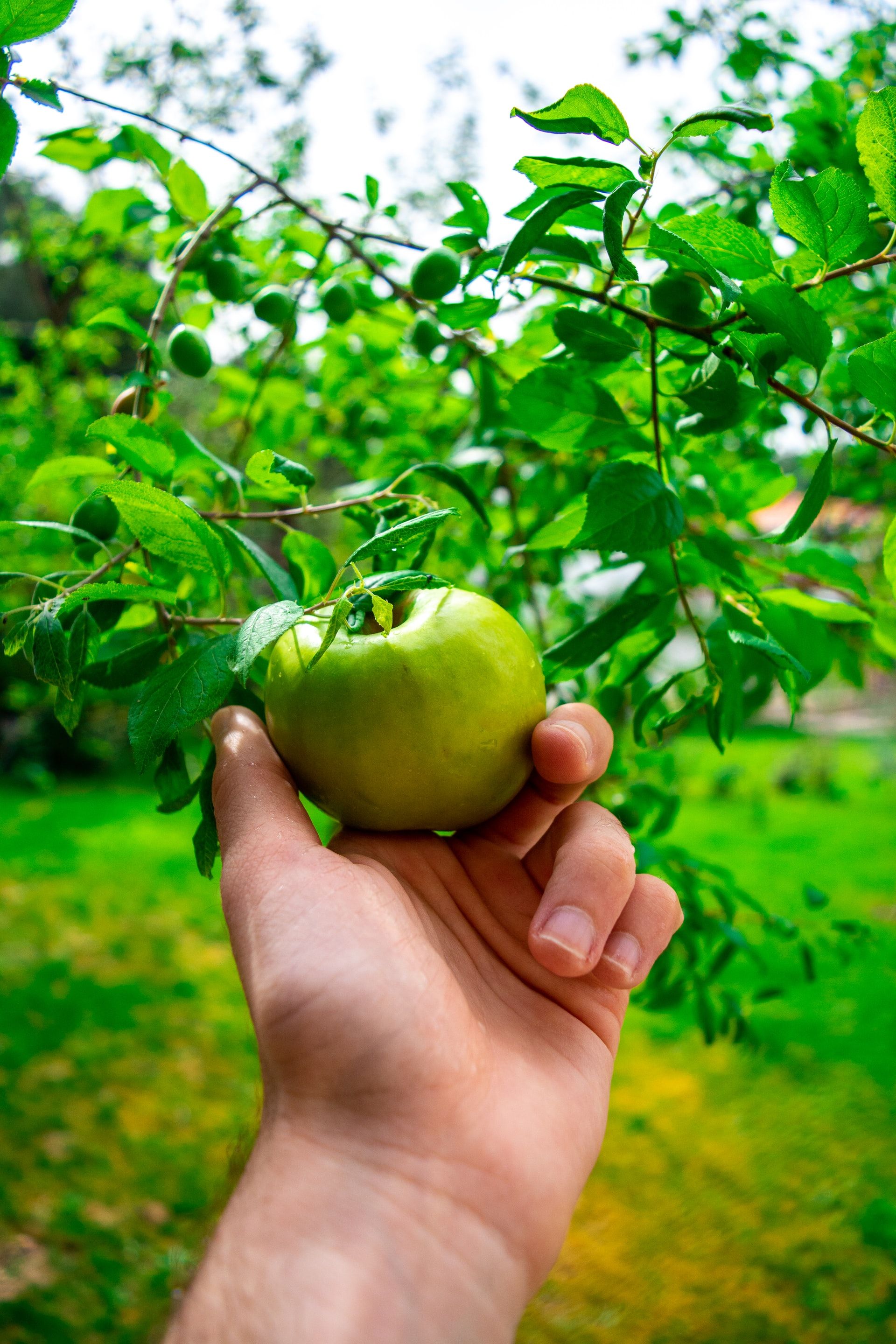 Sad zamiast pomnika. Tak Kętrzyn upamiętnił 31. rocznicę częściowo wolnych wyborów