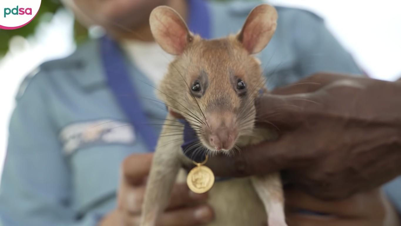Bohaterski szczur wykrywający miny został odznaczony medalem